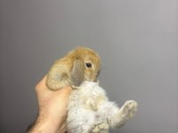 HOLLANDA LOP TAVŞANI
