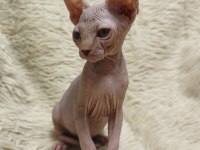 Naked Beauty Sphynx Cattery İki Aylık