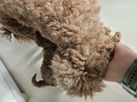 Evde bakılan minik sağlıklı poodle yavrularım