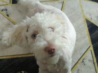 Terrier çipli köpeğimiz