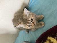 Kedimiz sara yeni yuva arıyor