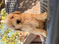 Maltipoo Bebekler