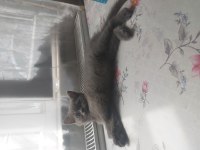 British shorthair ve scottish fold