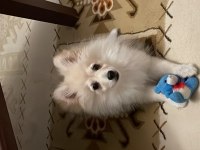 Oyuncu spitz yavrumuz