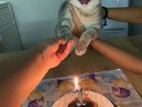 British shorthair kedimize yuva arıyoruz