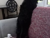 Morkie Terrier 7 aylık erkek