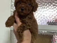 Annesinin yanında büyüyen poodle bebeğim