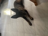 6 aylık erkek Belçika kurdu