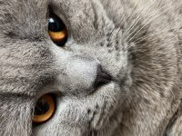 Scottish fold kısır tüm aşıları tam ücretsiz