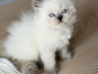 British Longhair kedimiz