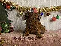 KORE POODLE YAVRULARIMIZ