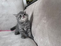 2 aylık kedilerimiz sahiplendirilecektir