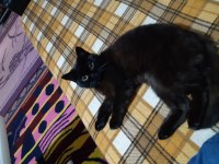 Ücretsiz sahiplendirilecek british shorthair