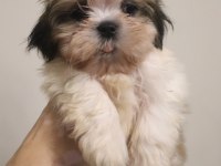 Ev Ortamında Büyüyen Safkan Shih Tzu Yavruları