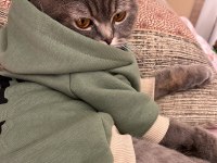 Scottish fold kedim maya