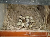 KULUÇKALIK BILDIRCIN YUMURTASI (12 ADET)