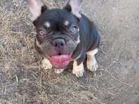 Coco tan egzotik french bulldog erkek yavru