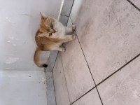 SAFKAN DÜNYALAR GÜZELİ NY12 BRITISH SHORTHAIR