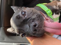 3,5 aylık french bulldog oğlumuzu sahiplendiriyoruz