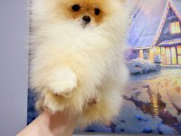 Toy Poodle Kore Teacup hepsi mevcuttur