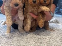 Toy Poodle Köpek Yavruları