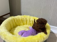 Kore toy Poodle orijinal
