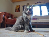 3 aylık yavru dev maine coon pasaport çip şecere