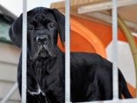 Şecere belgeli ırk ve sağlık garantili cane corso yavrular