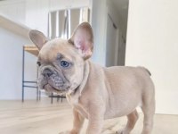 French bulldog devıçka kremovaya