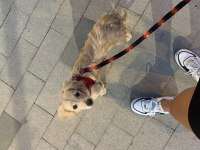 Melez köpeğimizi sahiplendirme