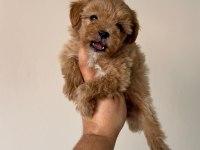 Irk Ve Sağlık Garantili Maltipoo Yavrularımız