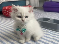 Acil satılık 3 aylık dişi iran kedisi eşyalarıyla