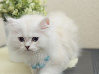 British Longhair Silver Point Yavrular