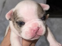 FRANSIZ BULLDOG