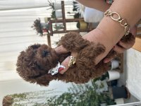 Erkek bebek toy poodle