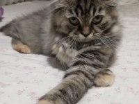2 aylık iki adet yavrumuz sahiplendirilecek