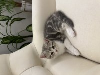 2 aylık british shorthair