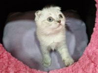 Silver Prenses Scottish Fold