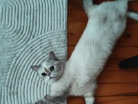 British shorthair krem dişi yavru