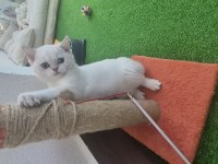 4 aylık erkek blue point kedimiz