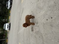 5.5 AYLIK POODLE YAVRUMUZ YUVASINI ARIYOR