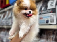 DÜNYALAR TATLISI POMERANİAN KÖPEKLER
