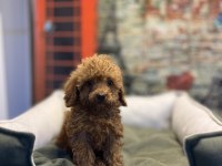 Toy Poodle Güzelliği @petclubadanaa