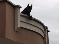 Safkan iri yapılı doberman
