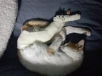 KAZA GEÇİRMİŞ KISIR SARMAN KEDİME ACİL YUVA ARIYORUM.