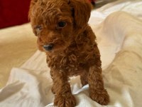 Toy poodle kore kan yavrular kg garantili