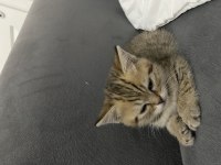 British shorthair