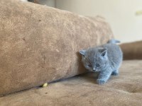 British shorthair gri kedimiz