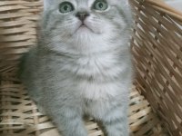 British Shorthair Yavruları