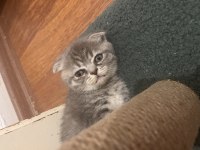 Scottish fold yavrular için yuva